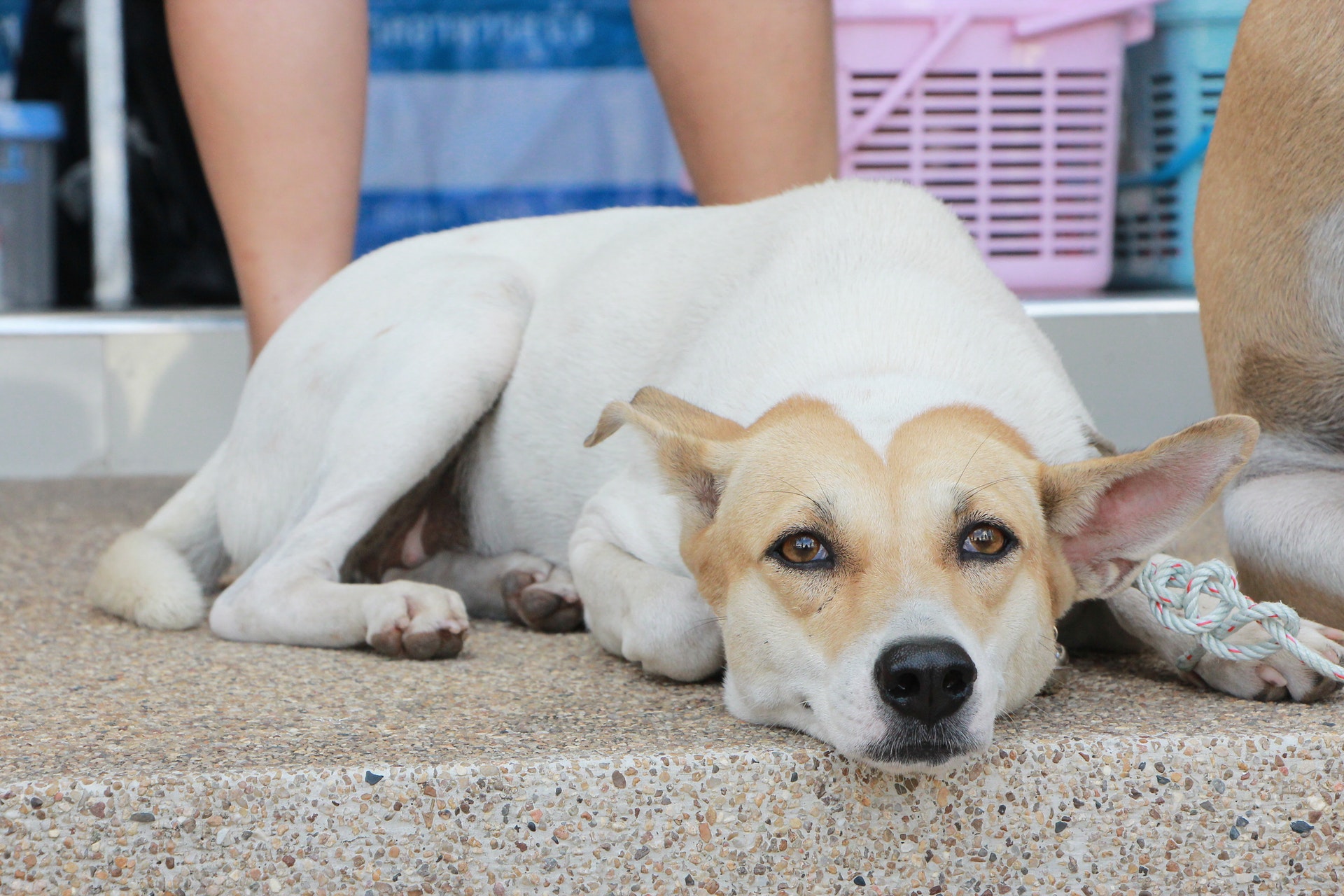 cheap veterinary services